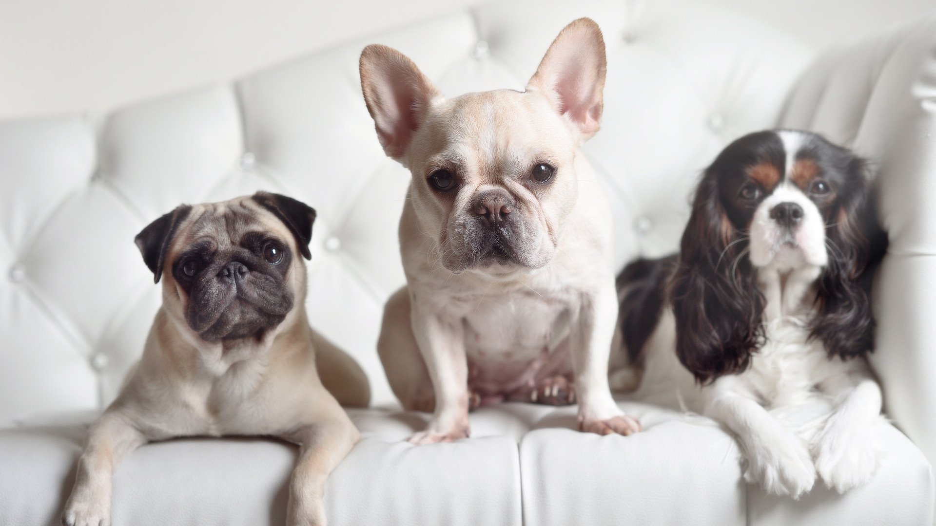 铁血与绿翼的交锋,德里赫特爆发引领爱尔兰关键战突围马德里竞技