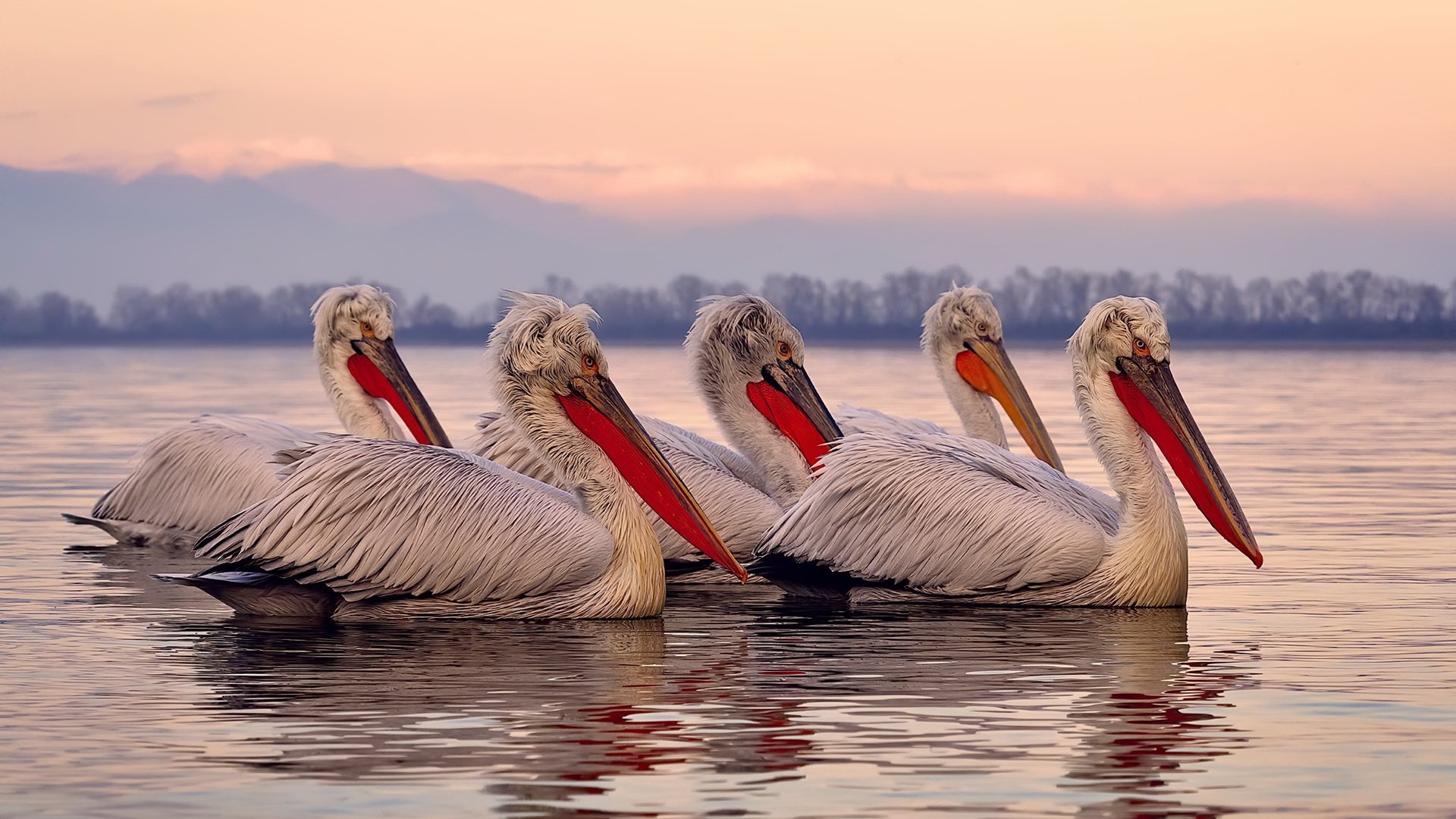 库里式个人能力完全展现,太阳队击败广东队的战术启示